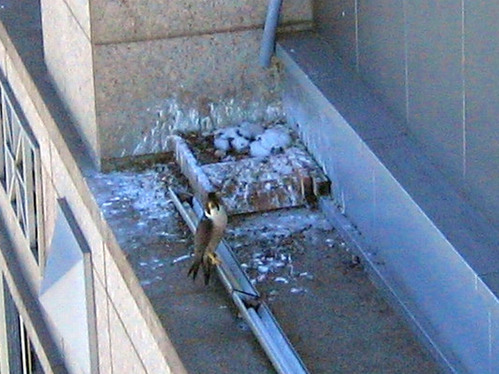 Falcon nest