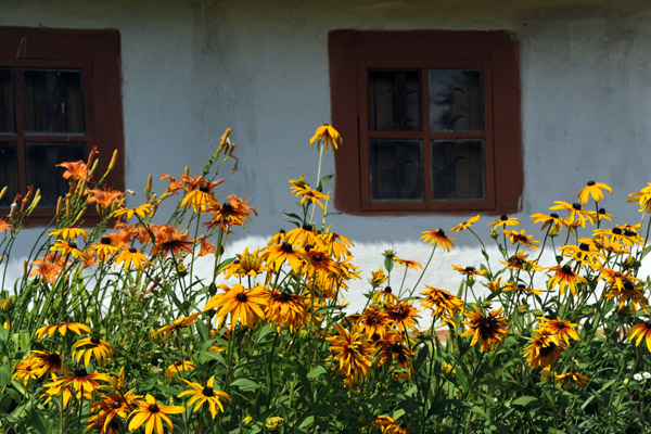 Flowers in front of the Mliiv Village Council, Middle Dnipro Region