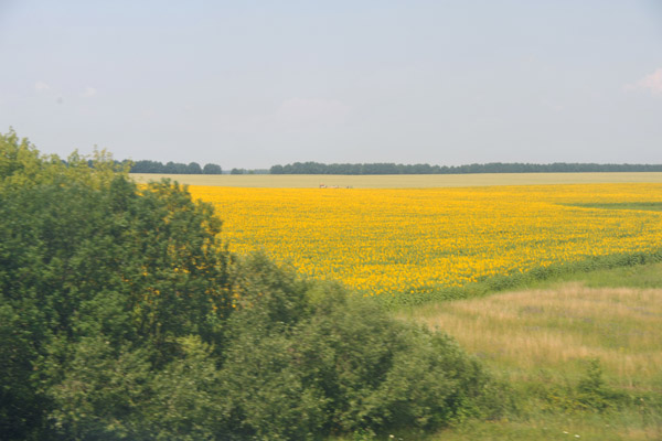 Vast fields of sunflowers 35 minutes west of Fastiv, Ukraine