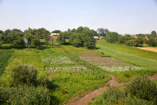 Small fields of vegetables and a grazing cow, 
