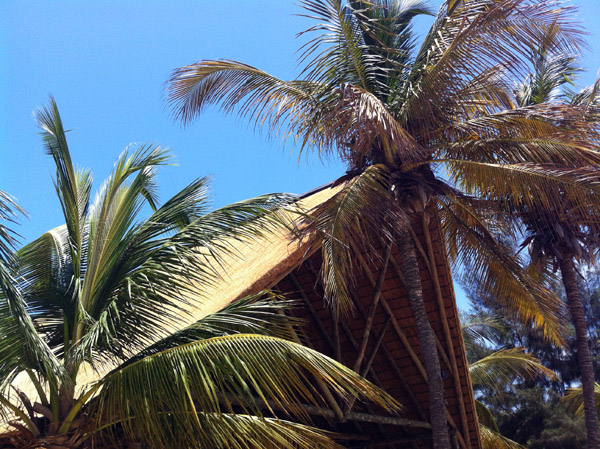 Thatched roof and palms, Ilha do Mussulo