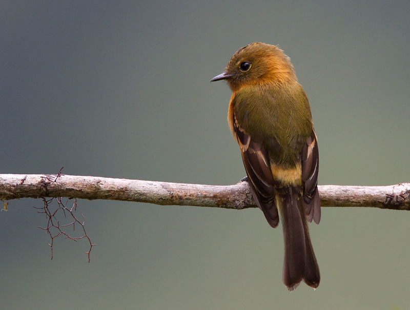 cinnamon flycatcher <br> Pyrrhomyias cinnamomeus