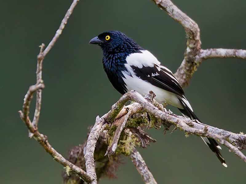 magpie tanager <br> Cissopis leverianus