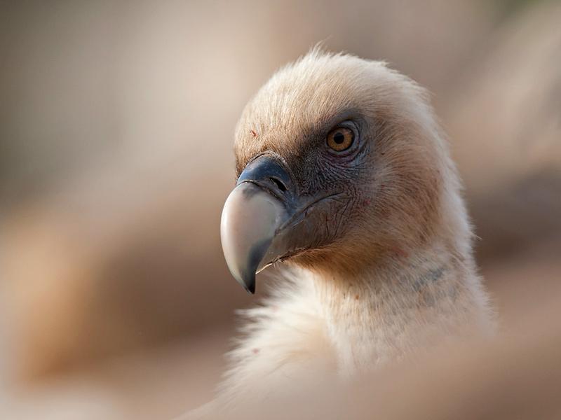 griffon vulture  buitre leonado  Gyps fulvus