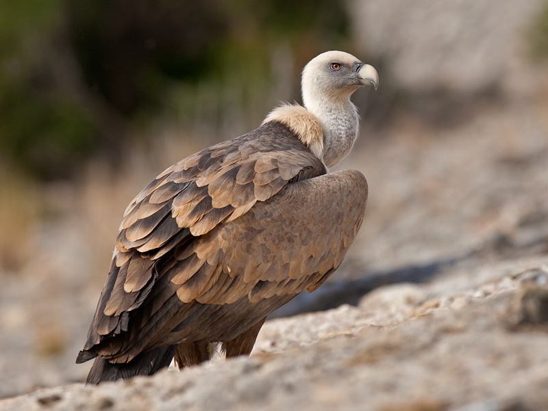 griffon vulture <br> buitre leonado <br> Gyps fulvus