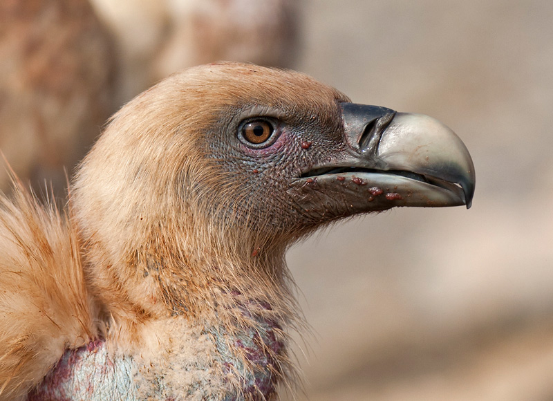 griffon vulture <br> buitre leonado <br> Gyps fulvus