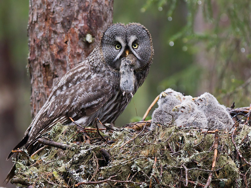 great grey owl  laplanduil (NL) lappugle (N)  Strix nebulosa