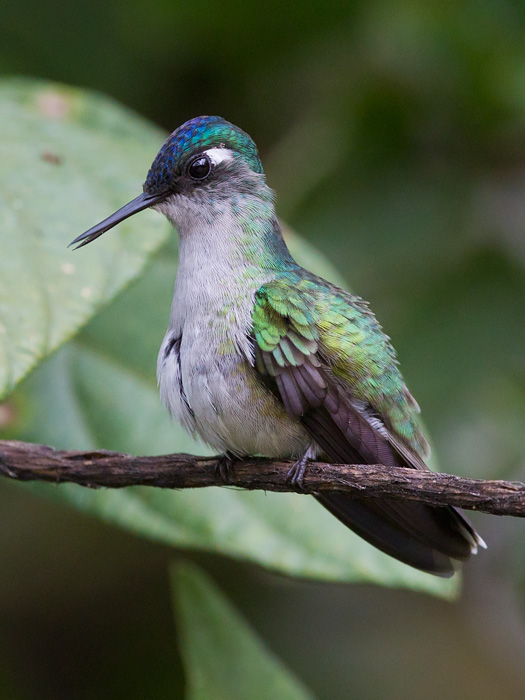 violet-headed hummingbird<br><i>(Klais guimeti, ESP: colibr cabeciazul)</i>  