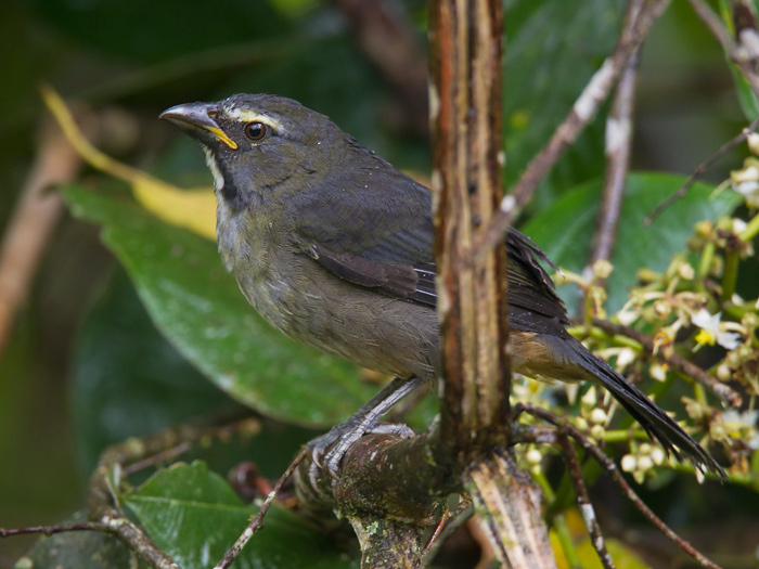 grayish saltator <br> saltador ajicero <br> Saltator coerulescens