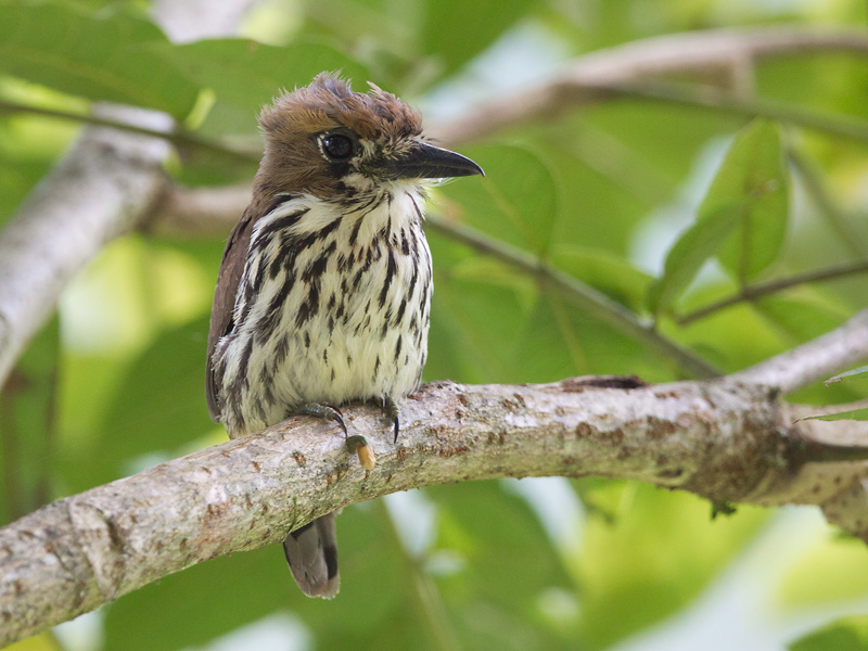 lanceolated monklet <br> Micromonacha lanceolata