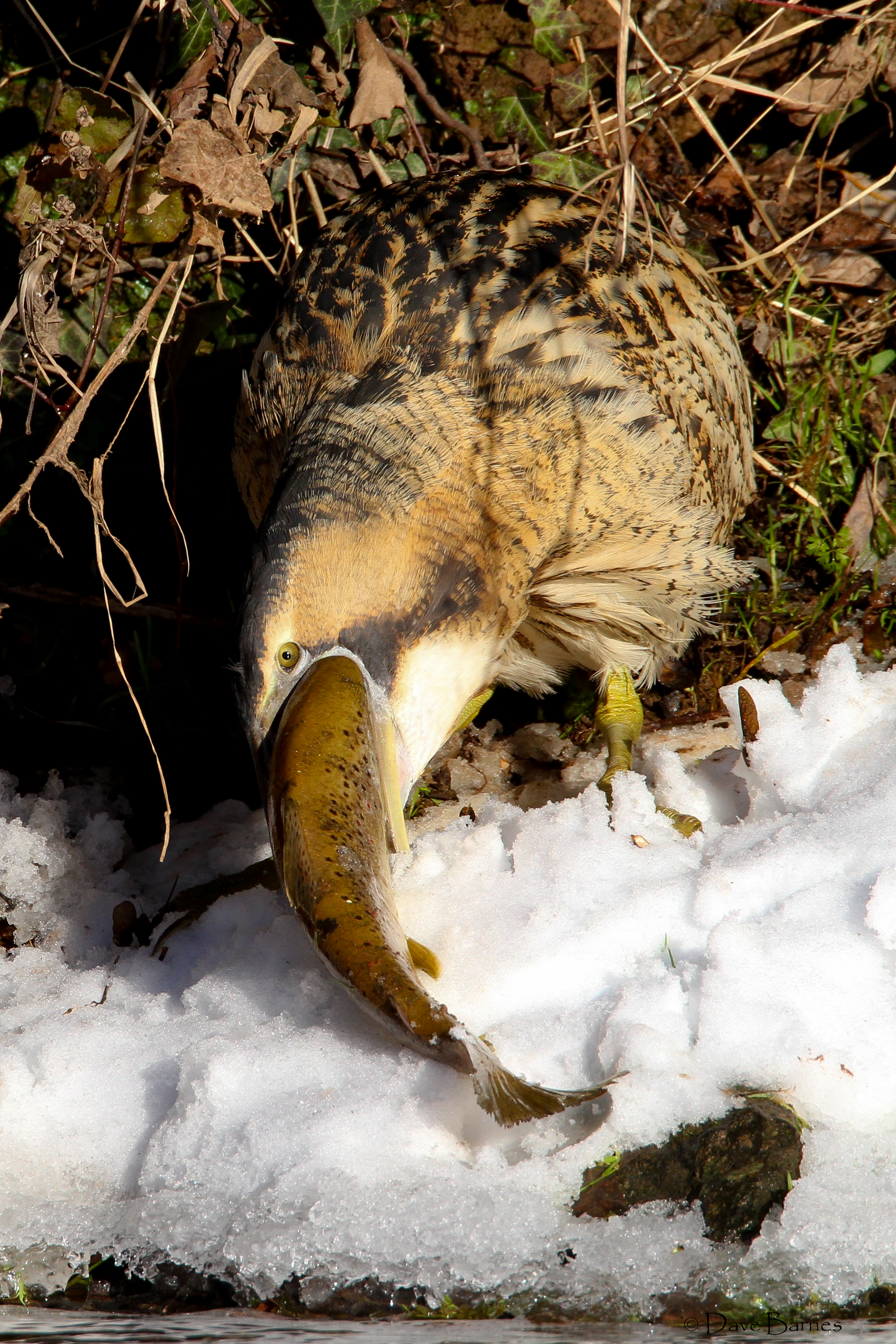 Great Bittern (Botaurus stelleraris)
