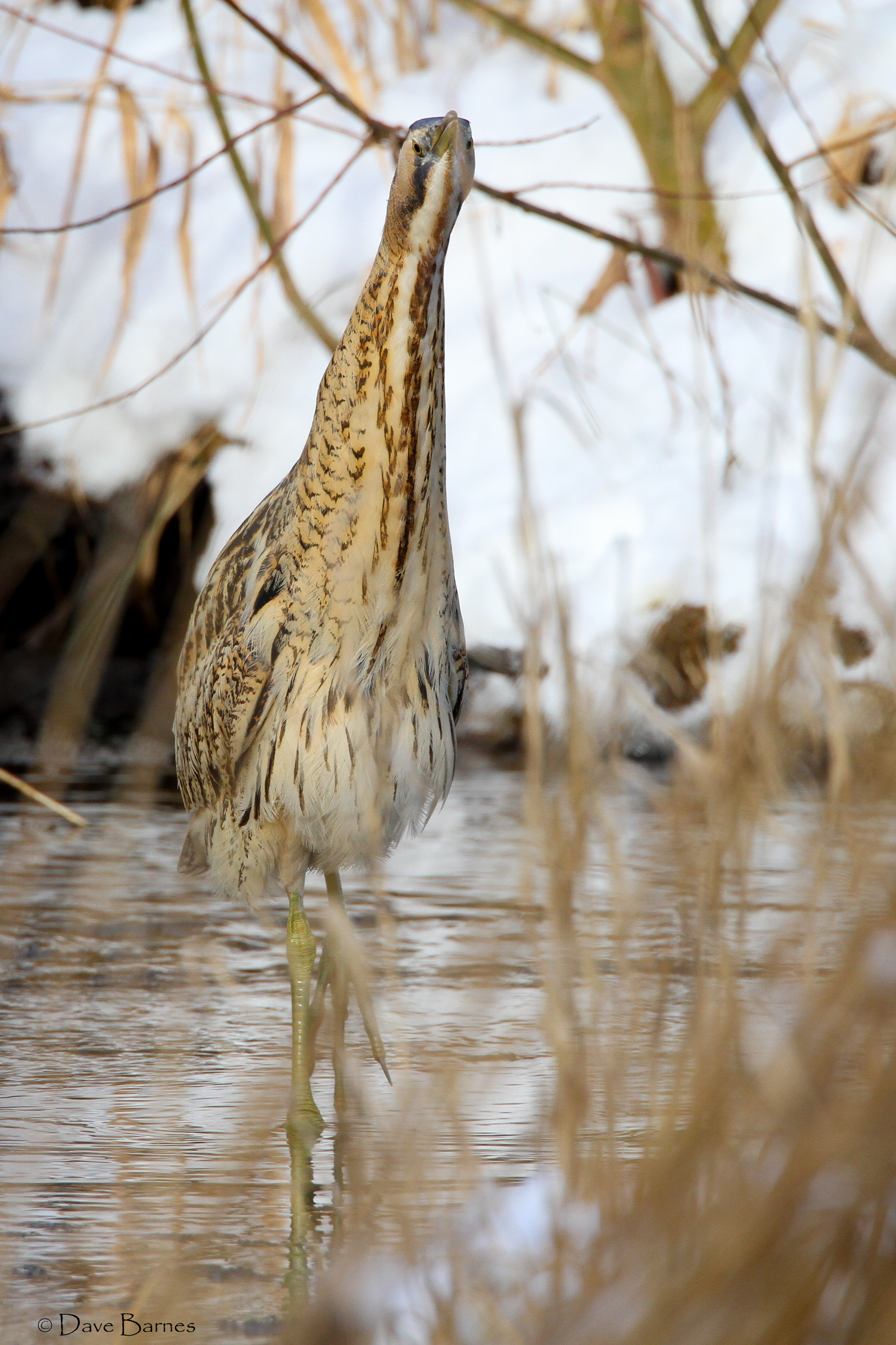 Great Bittern (Botaurus stelleraris)