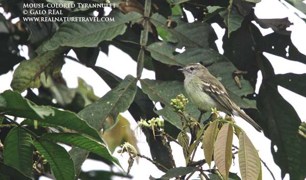 Mouse-colored Tyrannulet.jpg