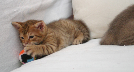 Playing