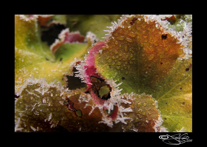Sugar Plum Fairies II