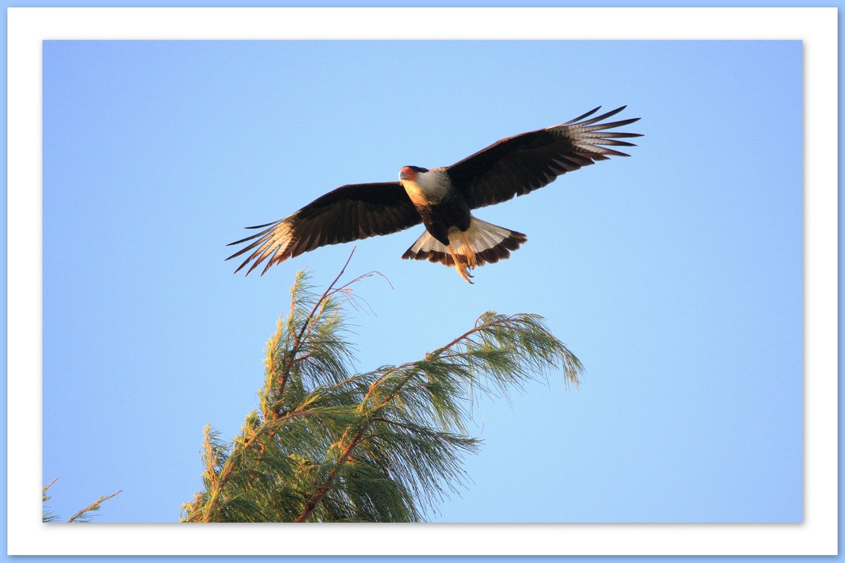 Lun des plus beaux rapaces de Cuba, le Caracara Hupp..