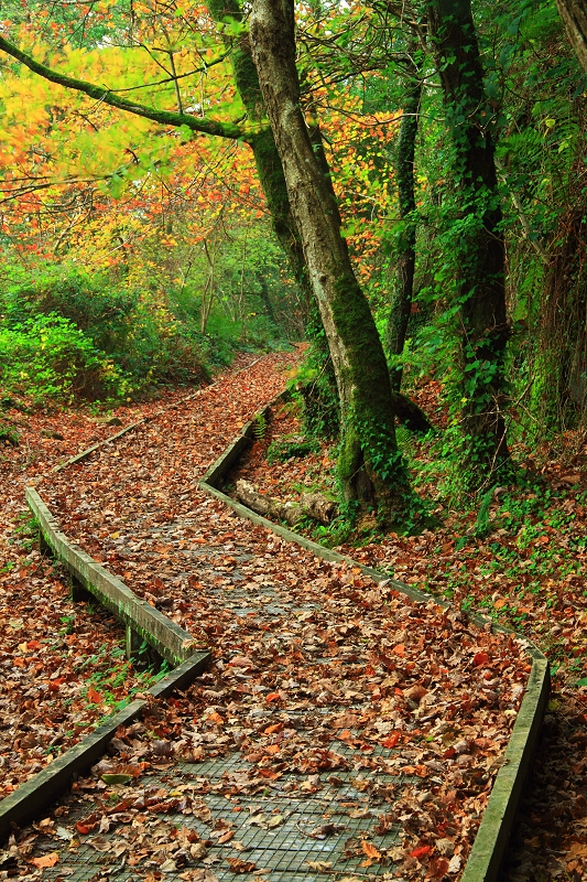 Zig-zag boardwalk, upper tramway path, Luxulyan Valley