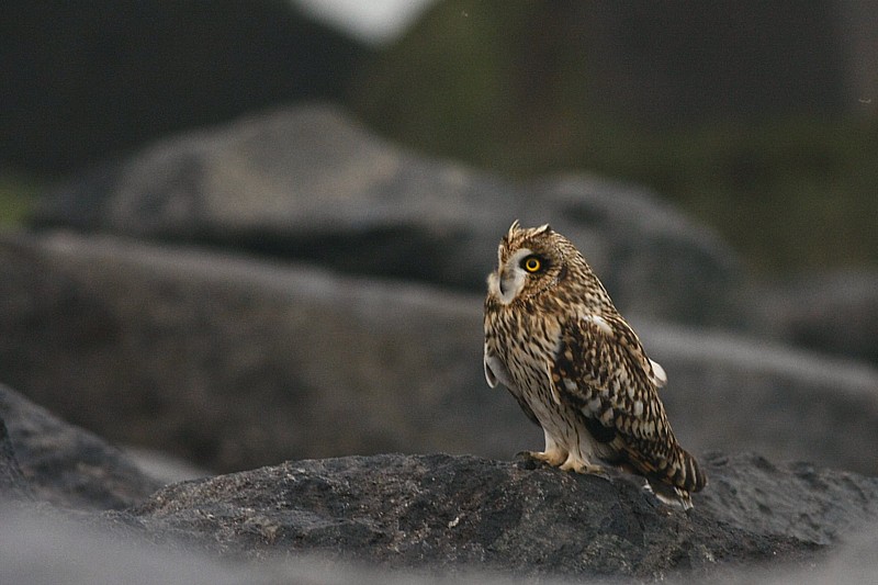 Marsh Owl / Velduil