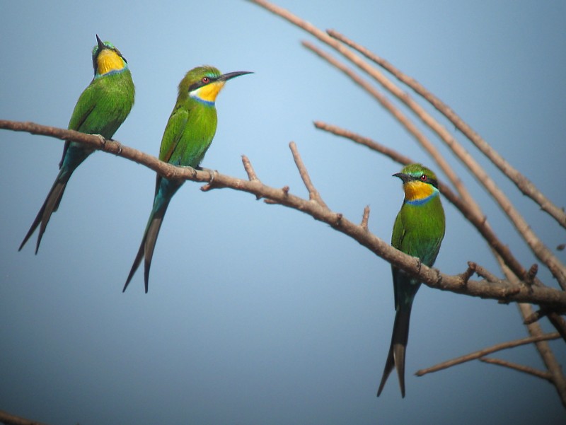 Swallow tailed Bee-eater/ Zwaluwstaart Bijeneter