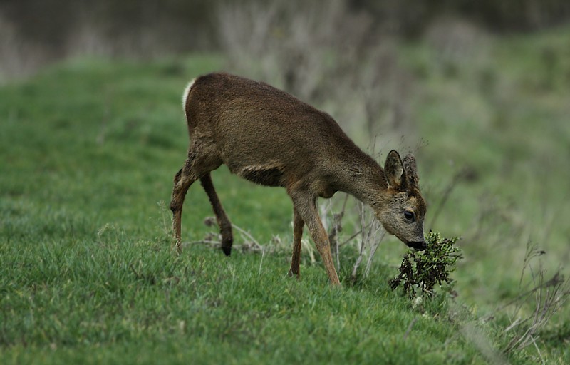 Ree / Roe Deer