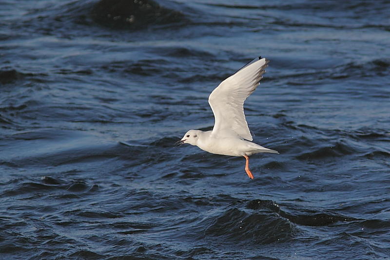 Mouette de Bonaparte
