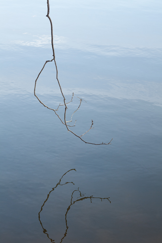 Dangling Twig 
