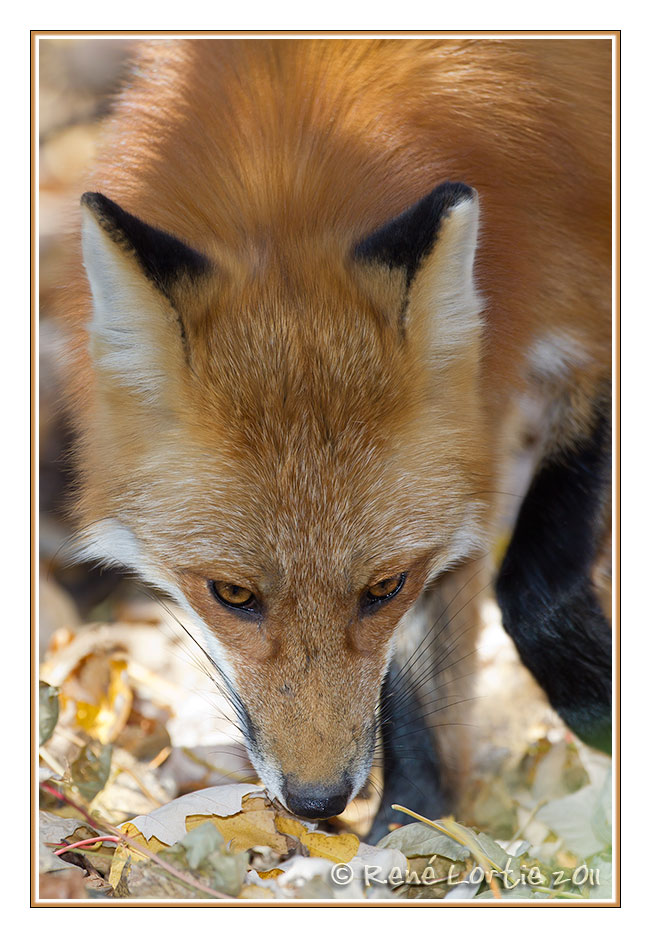 Renard roux<br>Red Fox