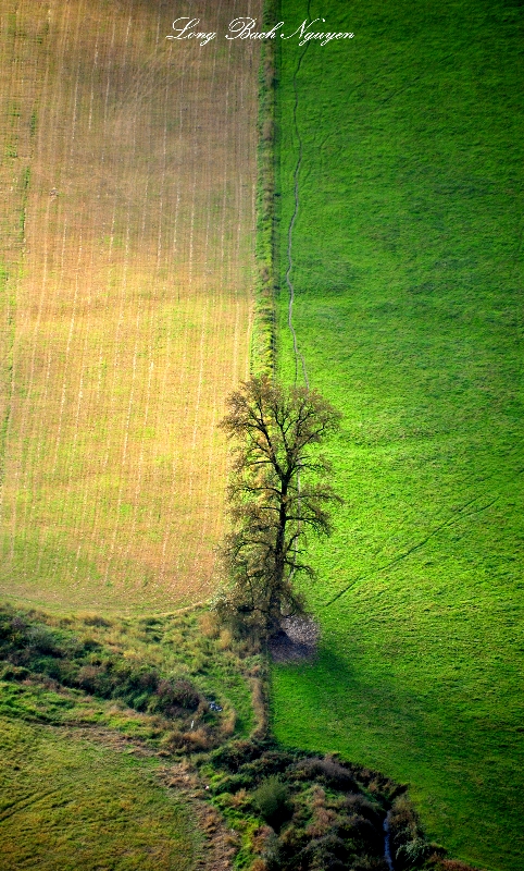 Lemon and Lime, Snoqualmie Valley, Washington