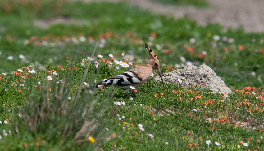 Hoopoe  (Upupa epops)