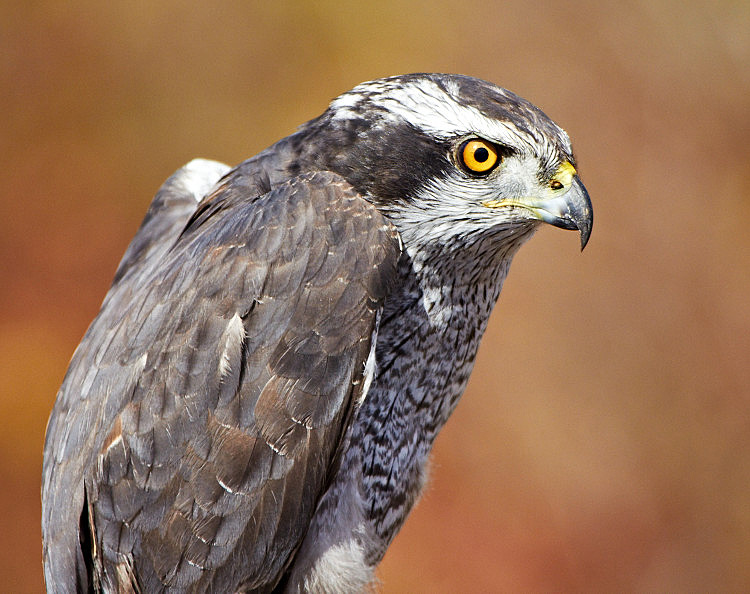3rd Place<br/>Northern Goshawk<br/>by Jim