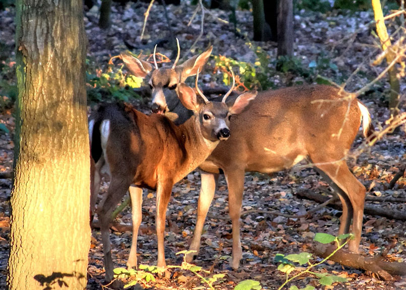 The Bucks Stop Here
