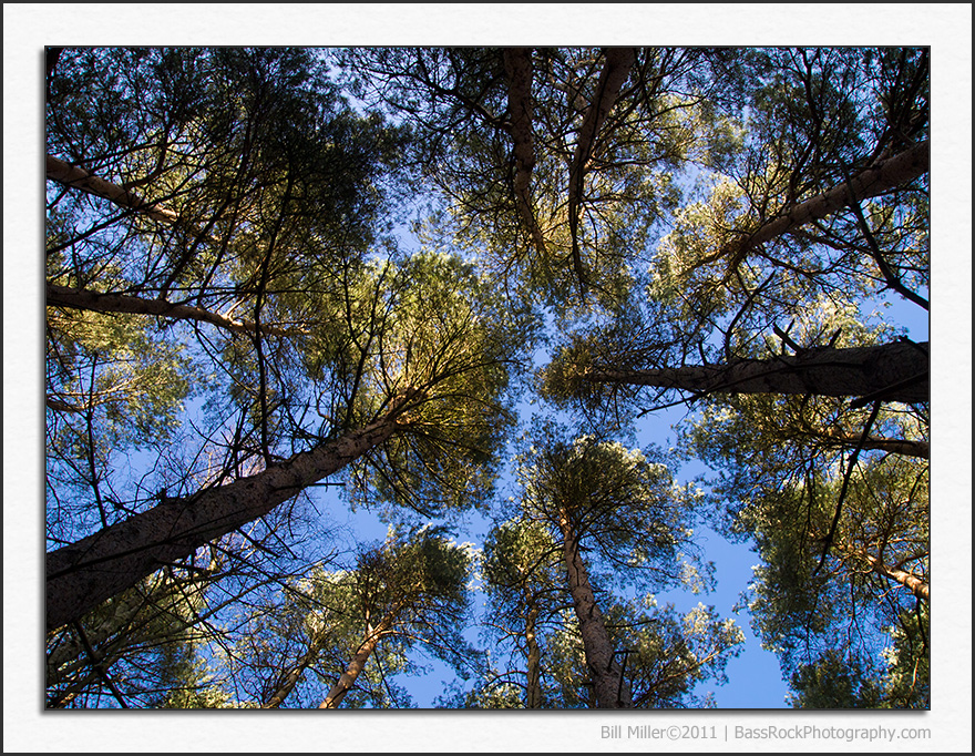 Woodland Canopy