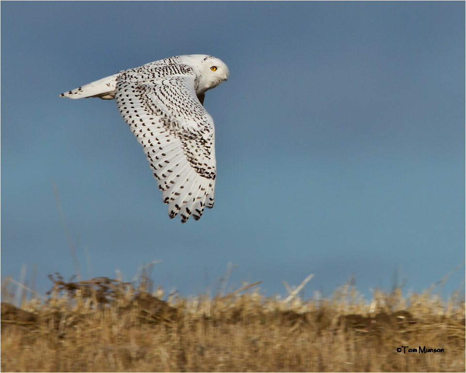  Snowy Owl