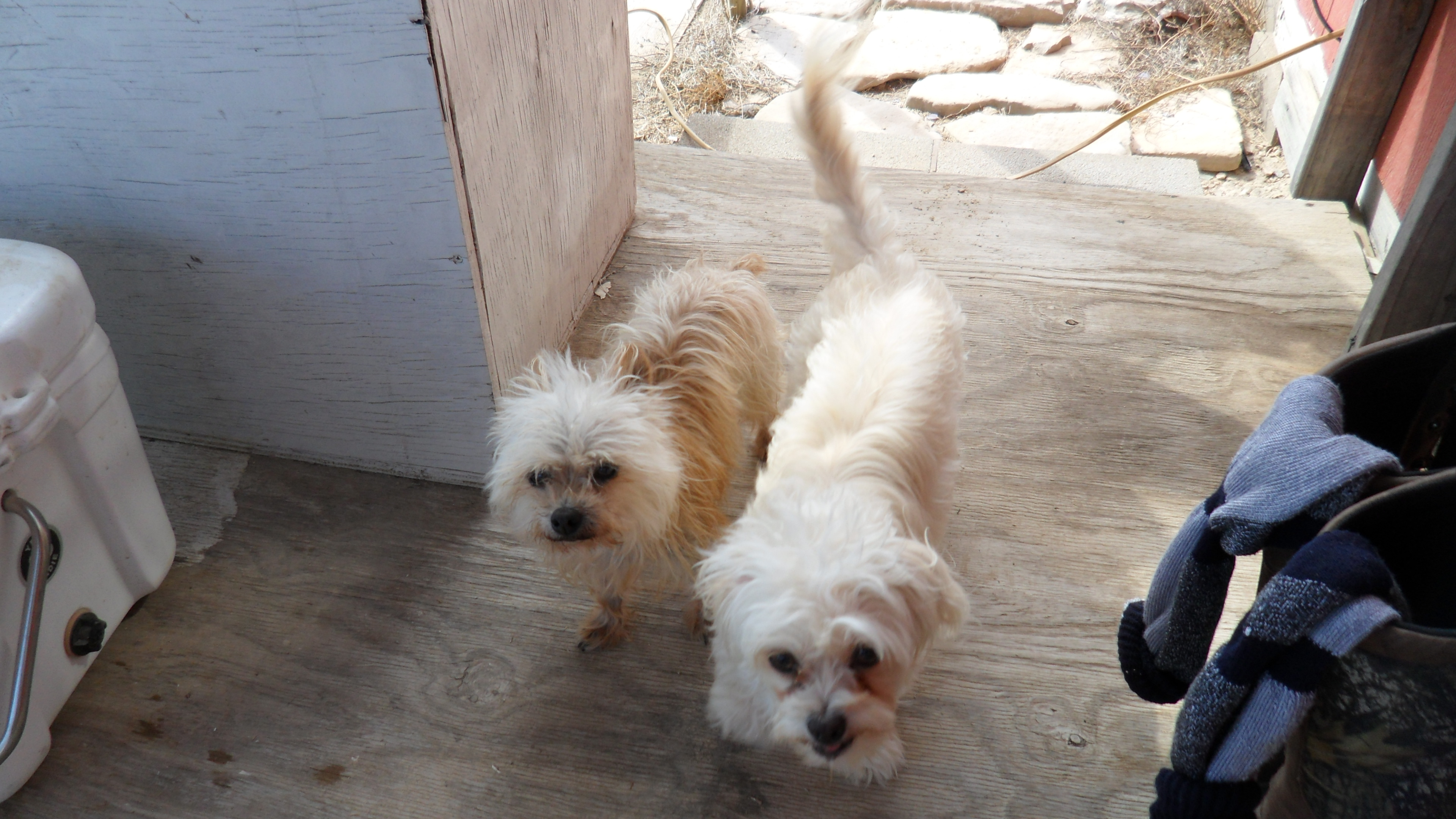 Our Dawgs4.JPG