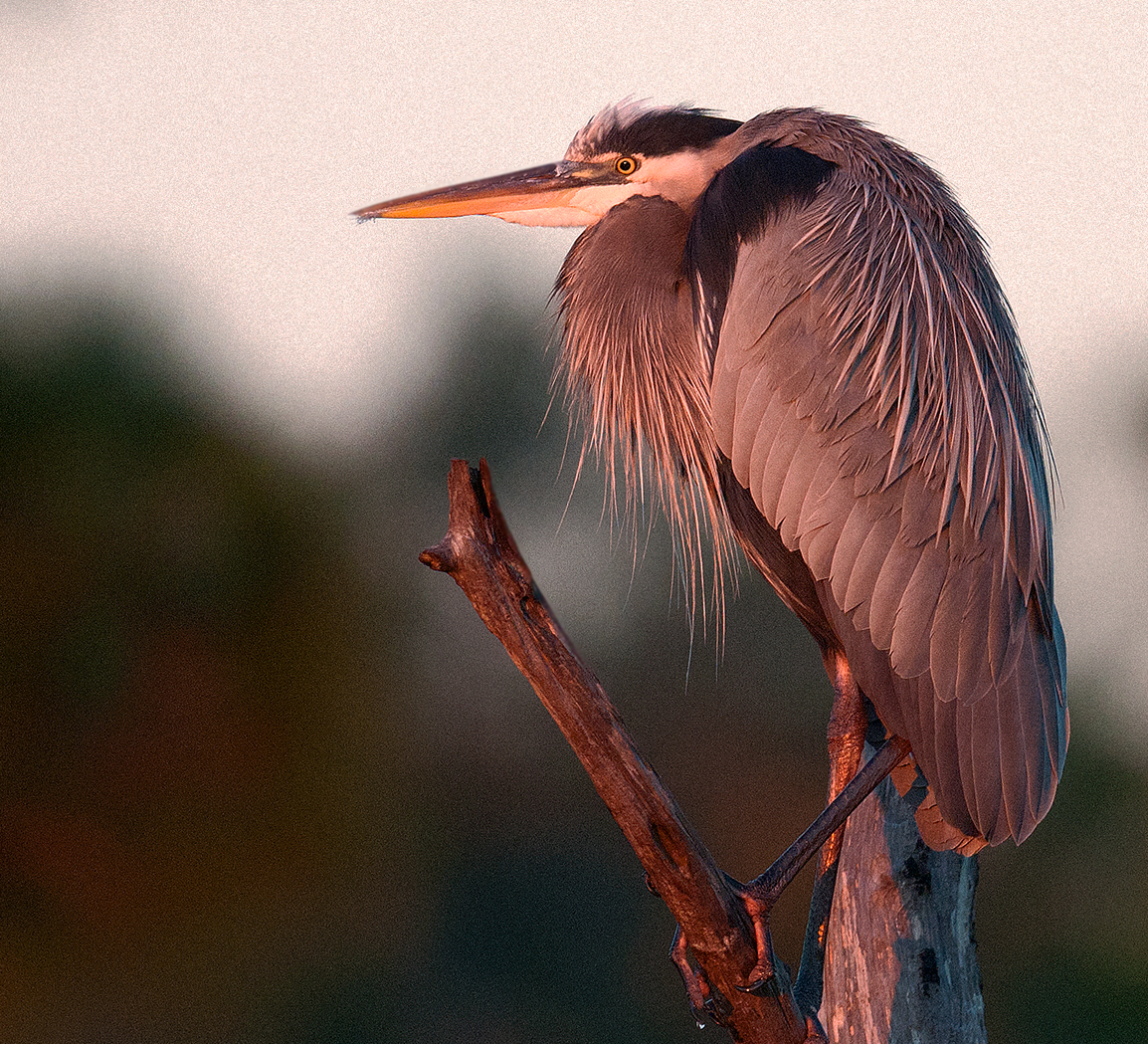 GBH