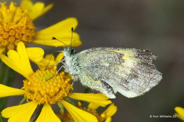 Dainty Sulphur, McGee Creek WMA,  Atoka County, OK 10-21-11, Ja 6496.jpg