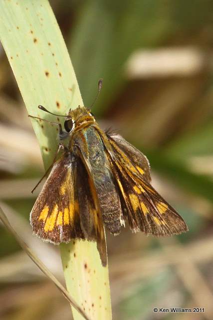 Firey Skipper female, McGee Creek WMA,  Atoka County, OK 10-21-11, Ja 6368.jpg