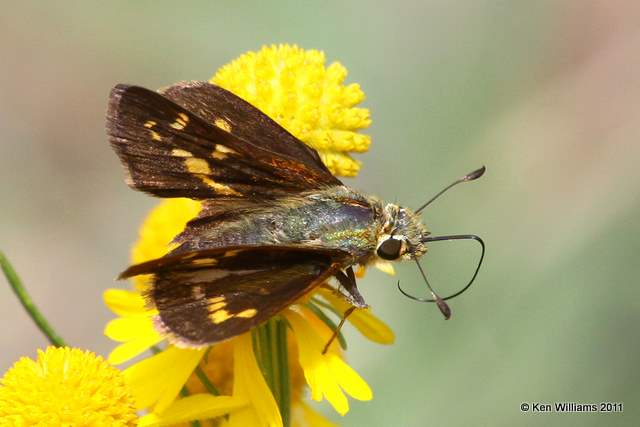 Leonard's Skipper female, McGee Creek WMA,  Atoka County, OK 10-21-11, Ja 6442.jpg