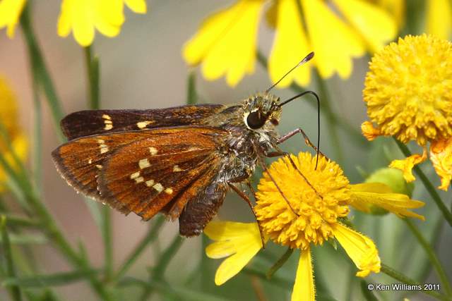 Leonard's Skipper female, McGee Creek WMA,  Atoka County, OK 10-21-11, Ja 6452.jpg