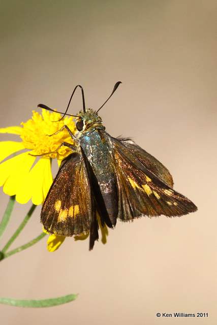 Leonard's Skipper female, McGee Creek WMA,  Atoka County, OK 10-21-11, Ja 6762.jpg