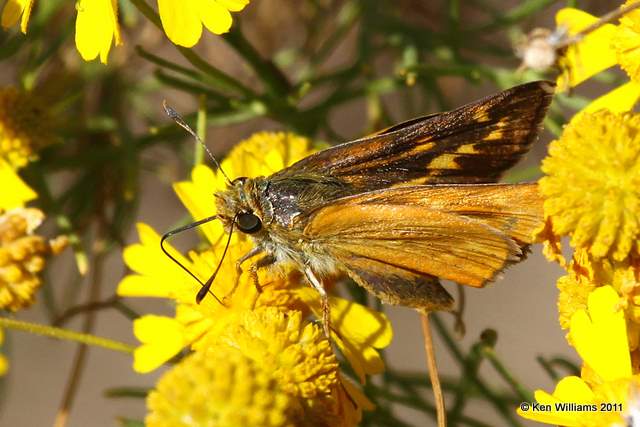 Meske's Skipper, McGee Creek WMA,  Atoka County, OK 10-21-11, Ja 6865.jpg