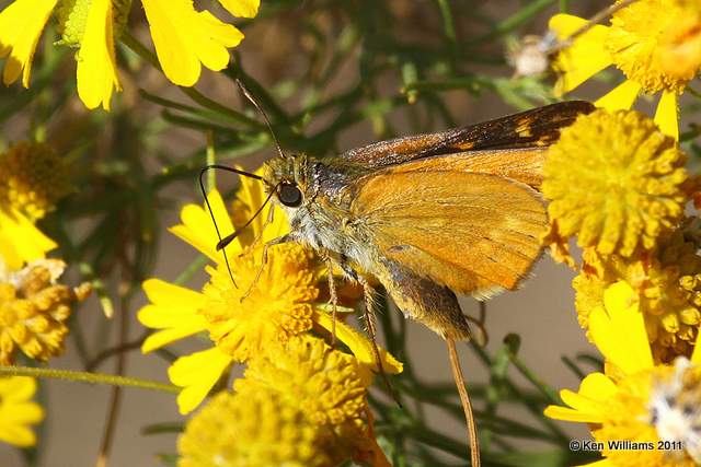 Meske's Skipper, McGee Creek WMA,  Atoka County, OK 10-21-11, Ja2 6859.jpg