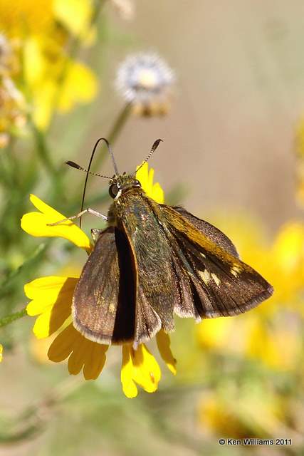 Northern Broken-dash female, McGee Creek WMA,  Atoka County, OK 10-21-11, Ja2 6676.jpg