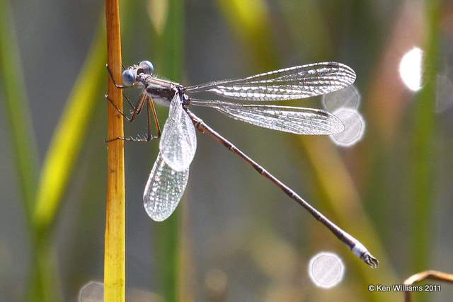 Southern Spreadwing male, McGee Creek WMA,  Atoka County, OK 10-21-11, Ja2 6620.jpg