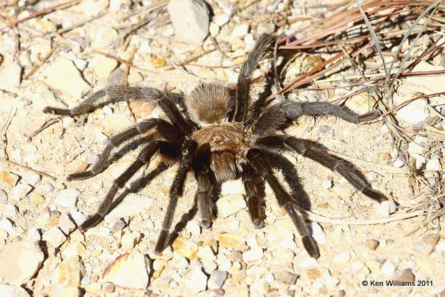 Tarantula, McGee Creek WMA,  Atoka County, OK 10-21-11, Ja 6659.jpg