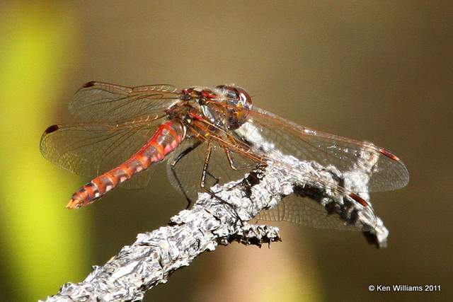 Variegated Meadowhawk male, McGee Creek WMA,  Atoka County, OK 10-21-11, Ja2 6622.jpg