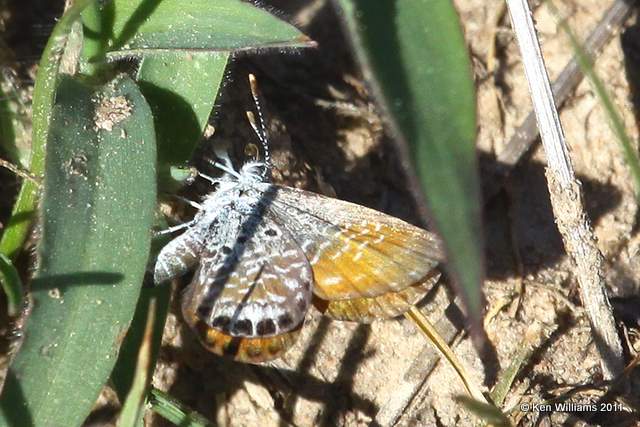 Western Pygmy Blue, McGee Creek WMA,  Atoka County, OK 10-21-11, Ja2 6732.jpg