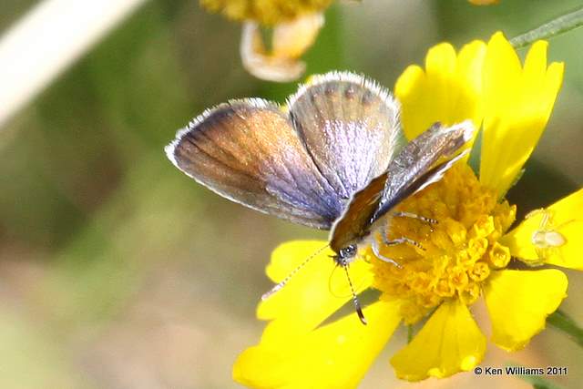 Western Pygmy Blue, McGee Creek WMA,  Atoka County, OK 10-21-11, Ja2 6839.jpg