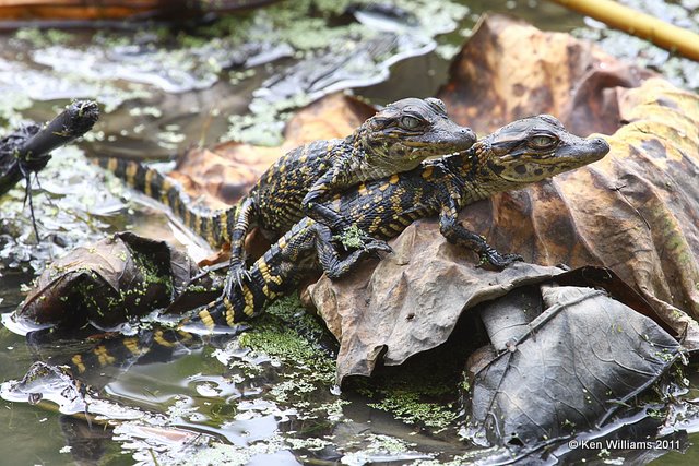American Alligator babies, Red Slough, McCurtain Co, OK, 10-12-11, Ja2 5743.jpg