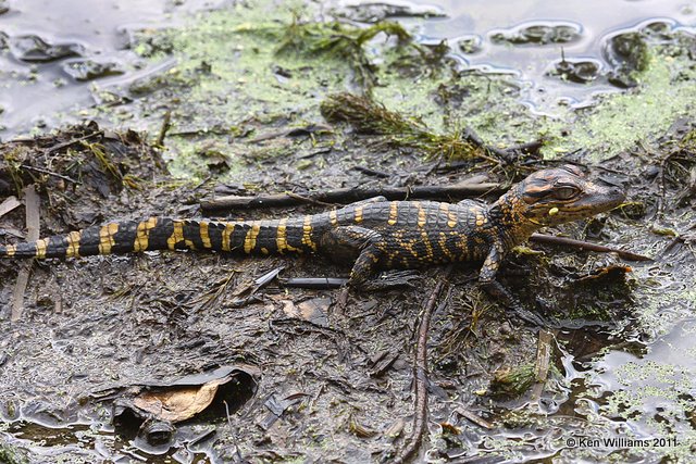 American Alligator baby, Red Slough, McCurtain Co, OK, 10-12-11, Ja2 5733.jpg